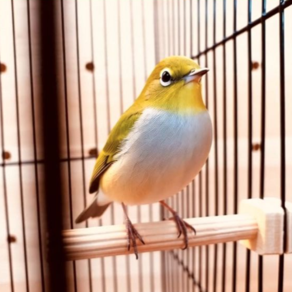 W867 綠繡眼專用睡桿｜迷你站棍 寵物文創,鳥玩具,鸚鵡玩具,文鳥,玄鳳,和尚,虎皮,綠繡眼,凱克,寵物用品,寵物玩具,咬物