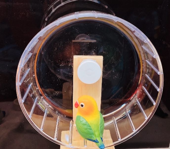 MY PET BIRD 鸚鵡跑輪 /寵物鳥運動器材 鸚鵡跑輪
寵物鳥跑輪
寵物鸚鵡運動設施
MY PET BIRD跑輪
鳥類運動器材
鳥類健康玩具
鳥類運動樂趣
鳥類休閒設施
鳥類活動站台
鸚鵡運動娛樂