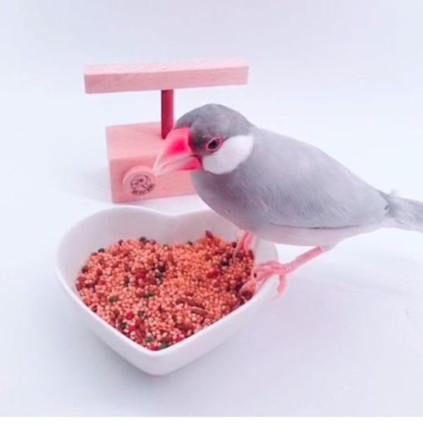 MY PET BIRD  心形寵物瓷碟/時尚寵物用餐器皿 心形寵物瓷碟
可愛寵物用餐器皿
精美心形瓷碟
清潔易洗寵物碗
陶瓷寵物食盆
無毒寵物用餐器具
心形造型寵物碗
衛生寵物飲食器皿
可愛心形寵物碟
保持食物衛生的瓷碟