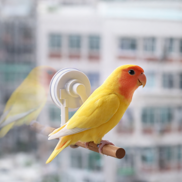 寵物鳥吸盤站架 吸盤式鳥站棍
鳥類活動站棍
吸盤式鳥類觀察器材
室內鳥類站棍
室外鳥類站棍
適用於鳥類的吸盤站棍