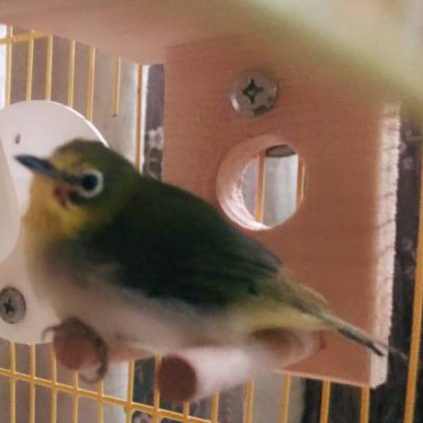 MY PET BIRD  綠繡眼小涼亭 綠繡眼站台 bird perch stand
綠繡眼站架 Bird stand
綠繡眼站棍　Bird Perch
綠繡眼遊樂場 Bird Playground
綠繡眼鳥玩具 Parrot toys
綠繡眼鳥用品 bird products
綠繡眼攀爬繩 Climbing rope
綠繡眼梯子 ladder