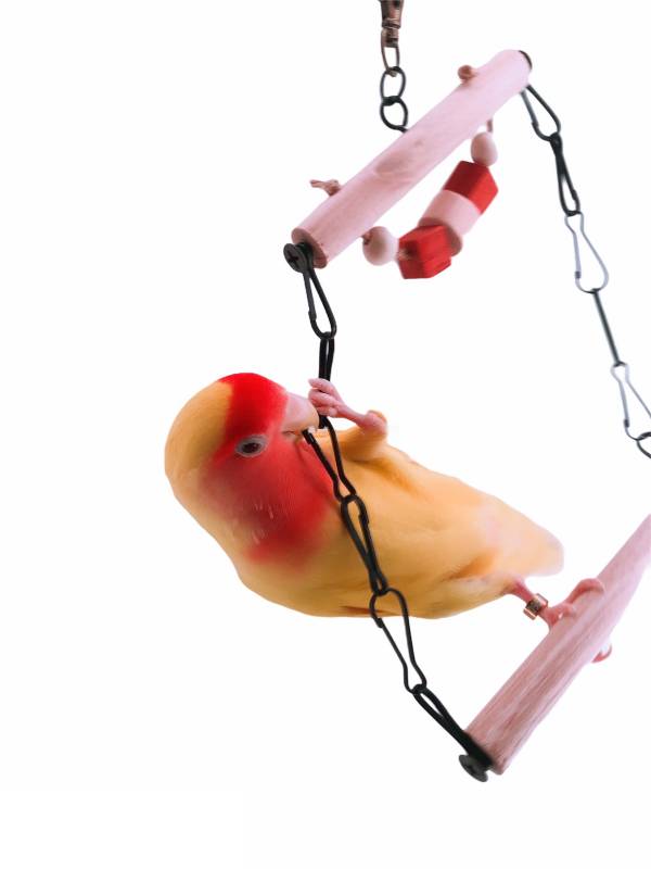 W532 多功能鞍木金屬環鞦韆 鞍木金屬環鞦韆、鳥類玩樂、多功能鞦韆、攀爬與搖擺、咬物娛樂、體力鍛練、耐用品質、小型鳥類、中型鸚鵡、健康玩耍。