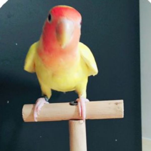 MY PET BIRD 便攜式鸚鵡站架/訓練台架 寵物鳥架
小型鳥類站架
寵物鳥用品
鳥類棲息架
寵物鳥活動場所
鳥類休息台
穩固寵物鳥架
寵物鳥遊戲架
小型鳥類設施
室內鳥類活動站架