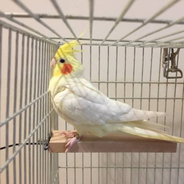 MY PET BIRD 南洋檜木站台 鹦鹉站架
鹦鹉架
鹦鹉用品
鳥類用品
鳥類玩具
鳥類站架
寵物用品
竉物玩具
寵物訓練用品
鸚鵡訓練用品