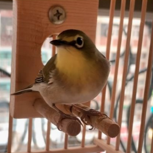 MY PET BIRD  綠繡眼小涼亭 綠繡眼站台 bird perch stand
綠繡眼站架 Bird stand
綠繡眼站棍　Bird Perch
綠繡眼遊樂場 Bird Playground
綠繡眼鳥玩具 Parrot toys
綠繡眼鳥用品 bird products
綠繡眼攀爬繩 Climbing rope
綠繡眼梯子 ladder