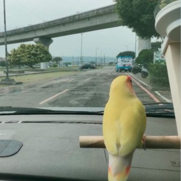 W803B 車用站架 寵物鳥用 吸盤式鳥站棍
鳥類活動站棍
吸盤式鳥類觀察器材
室內鳥類站棍
室外鳥類站棍
適用於鳥類的吸盤站棍