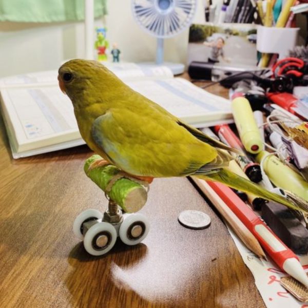 MY PET BIRD 鸚鵡溜冰鞋 / 平衡訓練玩具 鸚鵡滑輪訓練玩具
鸚鵡滑輪溜冰鞋
鸚鵡滑輪遊戲訓練器具
寵物鸚鵡滑輪玩具
鸚鵡滑輪訓練器
鸚鵡滑輪運動玩具
鸚鵡滑輪訓練樂趣
鸚鵡滑輪運動訓練器
室內鸚鵡滑輪玩具
鸚鵡滑輪遊戲訓練設備