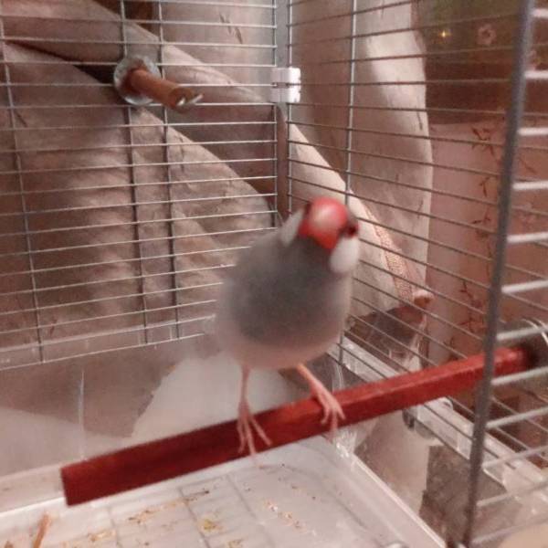 MY PET BIRD方棍 /小型鳥站棍 寵物文創,鳥玩具,鸚鵡玩具,文鳥,玄鳳,和尚,虎皮,綠繡眼,凱克,寵物用品,寵物玩具,咬物
