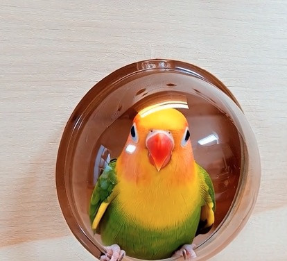 W459C 太空艙小木屋 木鳥用木窩
鳥居住用品
鳥類寄宿舍
天然木質鳥窩
鳥類棲息場所
無毒環保鳥窩
適合鳥類棲息的木製窩
室內外鳥類居住用品
手工製作鳥窩
鳥類庇護所