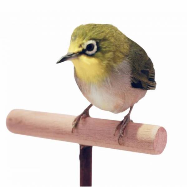 MY PET BIRD  茶道靈感綠繡眼站架 茶道靈感、綠繡眼站架、日式田園風、美感、實用性、獨特造型、櫸木小食盒、舒適環境、鳥寶休息、和諧感。