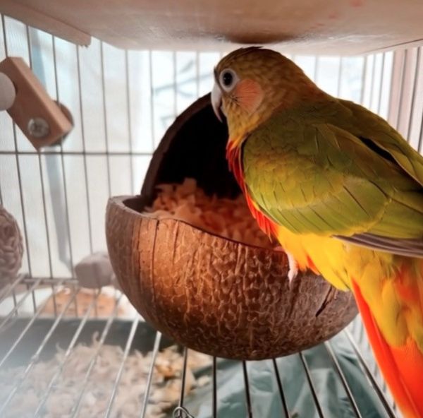 MY PET BIRD 台灣現貨/椰殼窩 椰殼鸚鵡木窩
小鸚鵡舒適窩巢
天然椰殼鸚鵡窩
耐用木質鸚鵡窩
易清洗鸚鵡木窩
鸚鵡舒適休憩空間
環保椰殼鸚鵡窩
手工製作鸚鵡木窩
自然材質鸚鵡窩
安全可靠的鸚鵡住所