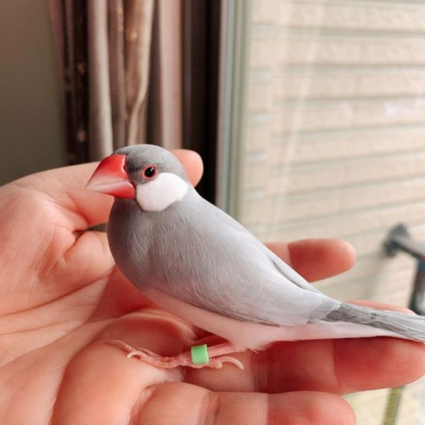 MY PET BIRD  飛失識別文鳥腳環 相認數字文鳥腳環
保障識別文鳥腳環
安全數字辨識腳環
飛失識別文鳥腳環
相認保護文鳥腳環
數字辨識飛失防護環
萬一飛失識別腳環
安全保障文鳥腳環
飛失回歸數字腳環
保護識別文鳥腳環