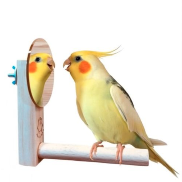 W829R 中型鸚鵡加大鏡面　站棍鏡子二合一　和尚鸚鵡 凱克 玄鳳 小太陽　 鳥用鏡子、鳥類玩具、視覺刺激、鳥類娛樂、互動玩具、心理刺激、社交模擬、健康心態、寵物鳥、愉悅體驗、愛護鳥類、實用產品