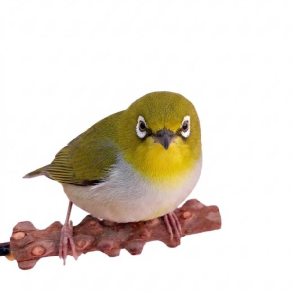 W844  綠繡眼花椒木站棍 極細 綠繡眼站台 bird perch stand
綠繡眼站架 Bird stand
綠繡眼站棍　Bird Perch
綠繡眼遊樂場 Bird Playground
綠繡眼鳥玩具 Parrot toys
綠繡眼鳥用品 bird products
綠繡眼攀爬繩 Climbing rope
綠繡眼梯子 ladder