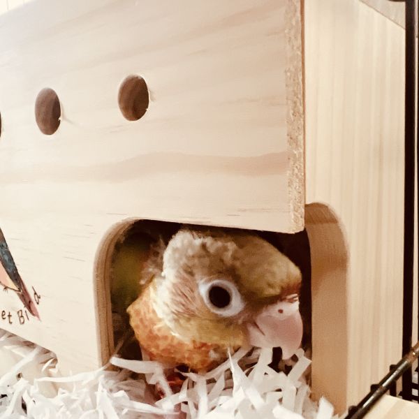 MY PET BIRD 長尾鸚鵡專用木屋 小鸚鵡木屋、隱密設計、通風口設計、鳥籠開口、新型木屋設計、鸚鵡用品、鳥寶舒適、安全木屋設計