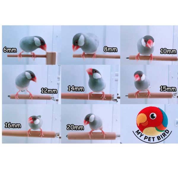 MY PET BIRD  胡桃木站棍 鸚鵡站棍
鳥類站立架
寵物站立訓練器材
鸚鵡活動訓練棒
可調節高度鳥類站立器材
天然木鳥類站立架
無毒寵物訓練玩具
多功能鸚鵡訓練用品
適合鸚鵡站立練習的玩具