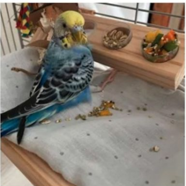 MY PET BIRD 貼心設計的殘疾鳥用品 鸚鵡站台
鸚鵡活動台
鳥類休息台
寵物休息訓練架
可調節高度鳥類休息台
天然木鳥類站立架
無毒寵物訓練玩具
多功能鸚鵡訓練用品
殘疾鳥站台