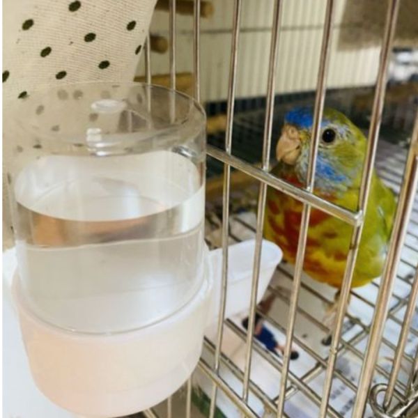 MY PET BIRD 質優飲水器 鸚鵡飲水器
高品質鸚鵡飲水器
安全健康的鸚鵡飲水設備
飲水器適合鸚鵡使用
鸚鵡專用飲水設備
提供乾淨飲水的鸚鵡飲水器
鸚鵡飲水器推薦
環保節能的鸚鵡飲水設備
鸚鵡飲水器品牌比較
保護鸚鵡健康的飲水選擇