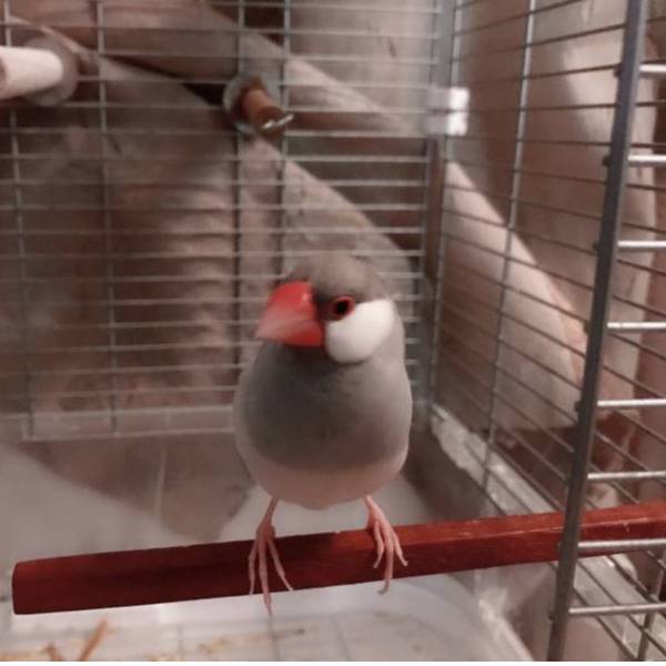 MY PET BIRD方棍 /小型鳥站棍 寵物文創,鳥玩具,鸚鵡玩具,文鳥,玄鳳,和尚,虎皮,綠繡眼,凱克,寵物用品,寵物玩具,咬物