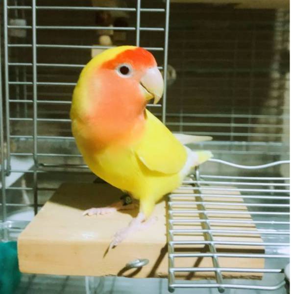 MY PET BIRD 入門款鸚鵡站台 鸚鵡站台
鸚鵡活動台
鳥類休息台
寵物休息訓練架
可調節高度鳥類休息台
天然木鳥類站立架
無毒寵物訓練玩具
多功能鸚鵡訓練用品
適合鸚鵡休息和站立練習的玩具