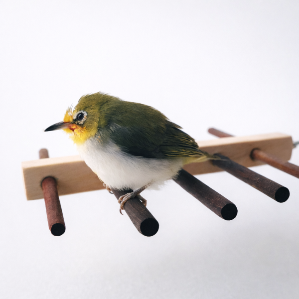 W752B 殘疾鳥特製站架 鳥類用品
殘疾鳥站架
鳥友用品
活動食盒
鳥類飼料器
鳥寶站立器
專業鳥類配件
人性化鳥類用品
穩固支撐站架
無障礙鳥類用品
鳥類健康產品
鳥類飲水器
鳥類玩具
輕鬆移動鳥站架
鳥類訓練用品