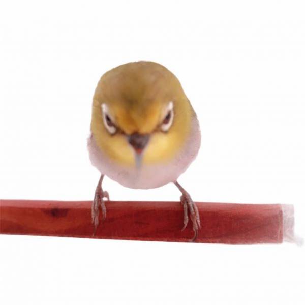 MY PET BIRD方棍 /小型鳥站棍 寵物文創,鳥玩具,鸚鵡玩具,文鳥,玄鳳,和尚,虎皮,綠繡眼,凱克,寵物用品,寵物玩具,咬物