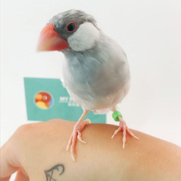 MY PET BIRD  飛失識別文鳥腳環 相認數字文鳥腳環
保障識別文鳥腳環
安全數字辨識腳環
飛失識別文鳥腳環
相認保護文鳥腳環
數字辨識飛失防護環
萬一飛失識別腳環
安全保障文鳥腳環
飛失回歸數字腳環
保護識別文鳥腳環