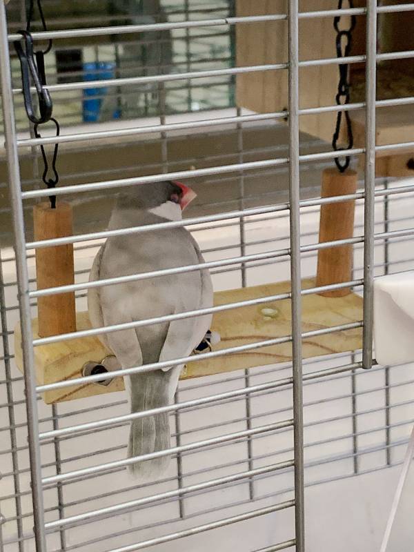 MY PET BIRD 愛情鳥浪漫鞦韆 愛情鳥,浪漫鞦韆,遊玩環境,安全舒適,飛翔和玩耍,驚喜,美好回憶。