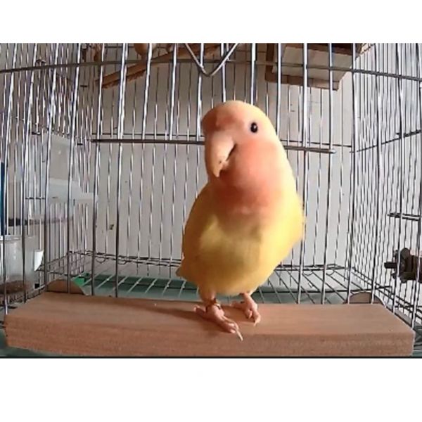 MY PET BIRD 鳥籠門前站台 鸚鵡站台
鸚鵡活動台
鳥類休息台
寵物休息訓練架
可調節高度鳥類休息台
天然木鳥類站立架
無毒寵物訓練玩具
多功能鸚鵡訓練用品
適合鸚鵡休息和站立練習的玩具