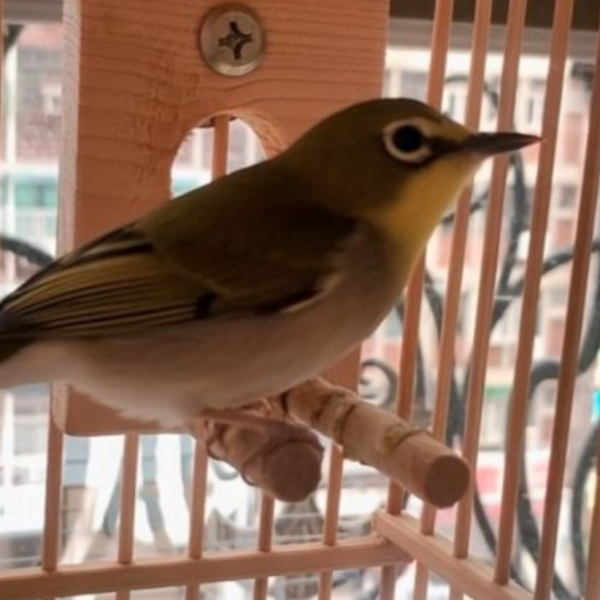 MY PET BIRD  綠繡眼小涼亭 綠繡眼站台 bird perch stand
綠繡眼站架 Bird stand
綠繡眼站棍　Bird Perch
綠繡眼遊樂場 Bird Playground
綠繡眼鳥玩具 Parrot toys
綠繡眼鳥用品 bird products
綠繡眼攀爬繩 Climbing rope
綠繡眼梯子 ladder