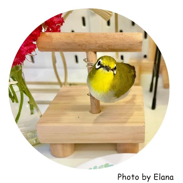 MY PET BIRD 便攜式鸚鵡站架/訓練台架 寵物鳥架
小型鳥類站架
寵物鳥用品
鳥類棲息架
寵物鳥活動場所
鳥類休息台
穩固寵物鳥架
寵物鳥遊戲架
小型鳥類設施
室內鳥類活動站架