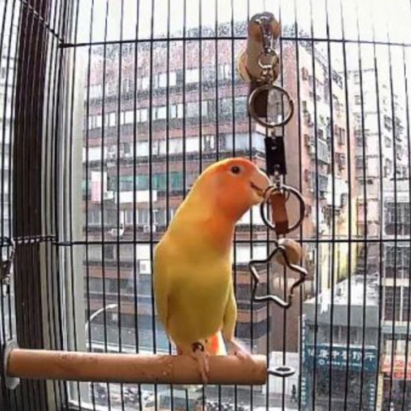 MY PET BIRD 玄鳳最愛金屬環玩具！搭配銅鈴增添活力 鸚鵡玩具
玄鳳金屬環
美麗安靜的鳥兒
玄鳳活力玩具
銅鈴清脆聲響
DIY玩具料包
鳥類遊戲玩具
寵物鸚鵡玩耍
自行串組玩具
寵物活動玩具