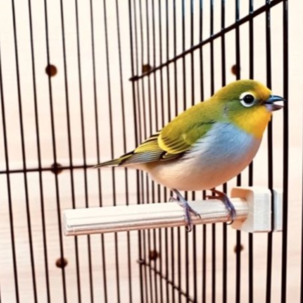 W867 綠繡眼專用睡桿｜迷你站棍 寵物文創,鳥玩具,鸚鵡玩具,文鳥,玄鳳,和尚,虎皮,綠繡眼,凱克,寵物用品,寵物玩具,咬物