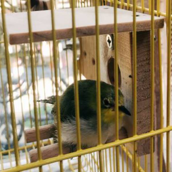 MY PET BIRD  綠繡眼小涼亭 綠繡眼站台 bird perch stand
綠繡眼站架 Bird stand
綠繡眼站棍　Bird Perch
綠繡眼遊樂場 Bird Playground
綠繡眼鳥玩具 Parrot toys
綠繡眼鳥用品 bird products
綠繡眼攀爬繩 Climbing rope
綠繡眼梯子 ladder