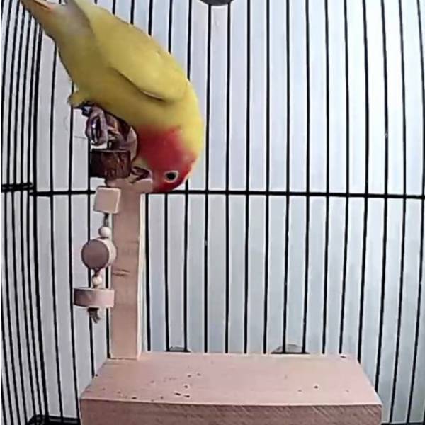 W708D 鸚鵡啃咬遊戲台 鸚鵡站台
鸚鵡活動台
鳥類休息台
寵物休息訓練架
可調節高度鳥類休息台
天然木鳥類站立架
無毒寵物訓練玩具
多功能鸚鵡訓練用品
適合鸚鵡休息和站立練習的玩具
