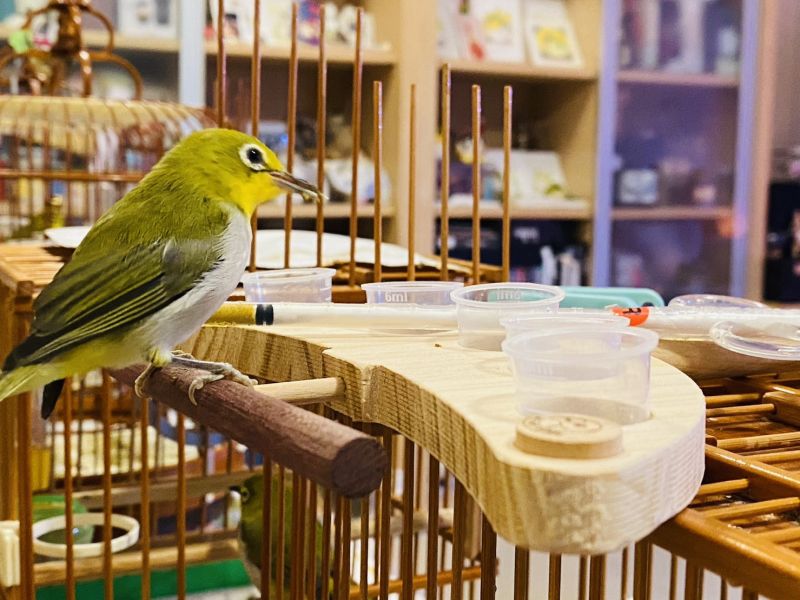 MY PET BIRD 5食盒綠繡眼食物架 鳥類食盒：吸引尋找鳥類食物配件的人群。
便捷分裝食盒：突顯產品方便的食物分裝功能。
多元飲食選擇：強調產品提供多樣化的飲食選擇。
6ml小容量食盒：突顯產品的小巧可愛特點和容量。
節省食物浪費：針對關心食物浪費的人群。
延伸站棍：強調產品附帶的延伸站棍設計。
鳥類活動空間：針對追求為鳥類提供更大活動空間的人群。
鳥類飲食配件：吸引對鳥類飲食配件的潛在客戶。
美觀小巧食盒：強調產品的