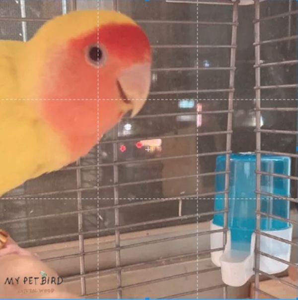 MY PET BIRD 質優飲水器 鸚鵡飲水器
高品質鸚鵡飲水器
安全健康的鸚鵡飲水設備
飲水器適合鸚鵡使用
鸚鵡專用飲水設備
提供乾淨飲水的鸚鵡飲水器
鸚鵡飲水器推薦
環保節能的鸚鵡飲水設備
鸚鵡飲水器品牌比較
保護鸚鵡健康的飲水選擇