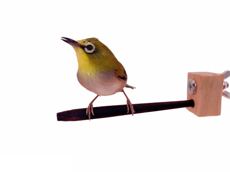 MY PET BIRD 特製弧型紫光檀鳥站棍 / 綠繡眼專用 綠繡眼站台 bird perch stand
綠繡眼站架 Bird stand
綠繡眼站棍　Bird Perch
綠繡眼遊樂場 Bird Playground
綠繡眼鳥玩具 Parrot toys
綠繡眼鳥用品 bird products
綠繡眼攀爬繩 Climbing rope
綠繡眼梯子 ladder