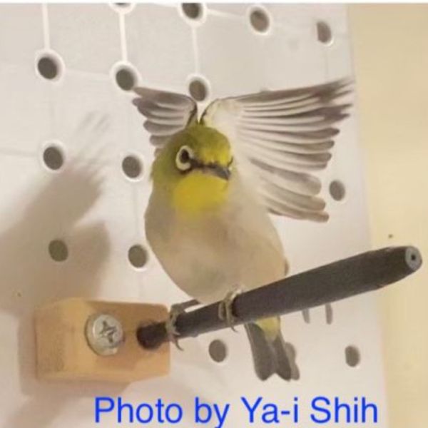 MY PET BIRD 特製弧型紫光檀鳥站棍 / 綠繡眼專用 綠繡眼站台 bird perch stand
綠繡眼站架 Bird stand
綠繡眼站棍　Bird Perch
綠繡眼遊樂場 Bird Playground
綠繡眼鳥玩具 Parrot toys
綠繡眼鳥用品 bird products
綠繡眼攀爬繩 Climbing rope
綠繡眼梯子 ladder