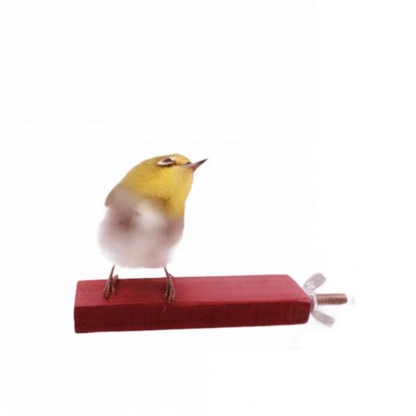 MY PET BIRD  輕量檀木窄站台 寵物文創,鳥玩具,鸚鵡玩具,文鳥,玄鳳,和尚,虎皮,綠繡眼,凱克,寵物用品,寵物玩具,咬物