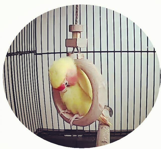 MY PET BIRD  小型鳥環形鞦韆 鳥用鞦韆
小鸚鵡鞦韆
3D立體造型鞦韆
方形支架座鞦韆
鳥類遊戲玩具
鳥類運動器材
室內外適用鳥類鞦韆
容易清洗鳥用鞦韆
鳥類健康促進器材
鳥類樂趣遊戲器材