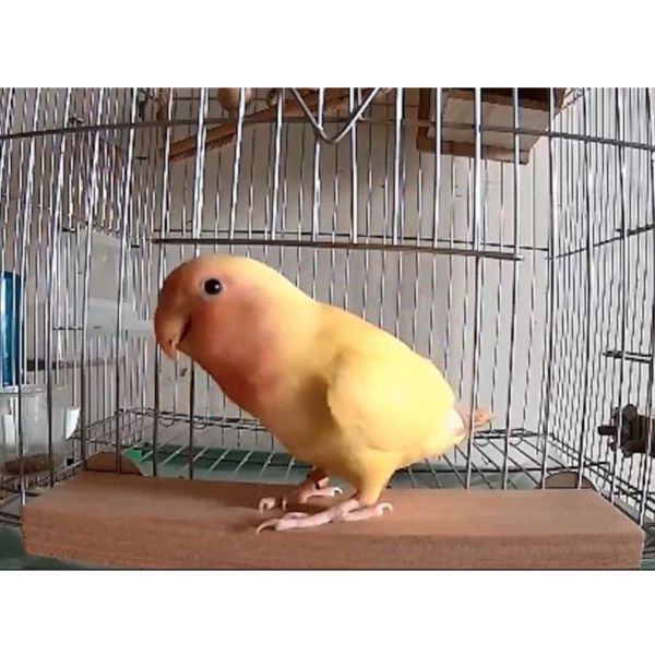 MY PET BIRD 鳥籠門前站台 鸚鵡站台
鸚鵡活動台
鳥類休息台
寵物休息訓練架
可調節高度鳥類休息台
天然木鳥類站立架
無毒寵物訓練玩具
多功能鸚鵡訓練用品
適合鸚鵡休息和站立練習的玩具