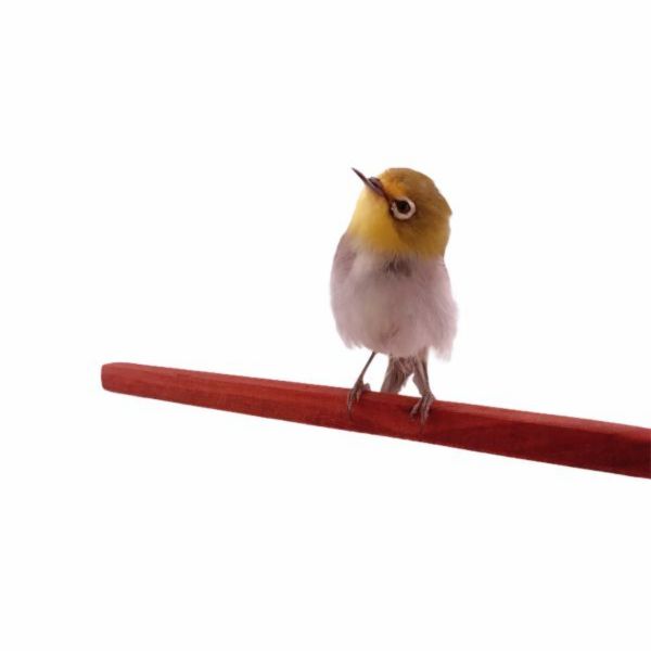 MY PET BIRD方棍 /小型鳥站棍 寵物文創,鳥玩具,鸚鵡玩具,文鳥,玄鳳,和尚,虎皮,綠繡眼,凱克,寵物用品,寵物玩具,咬物