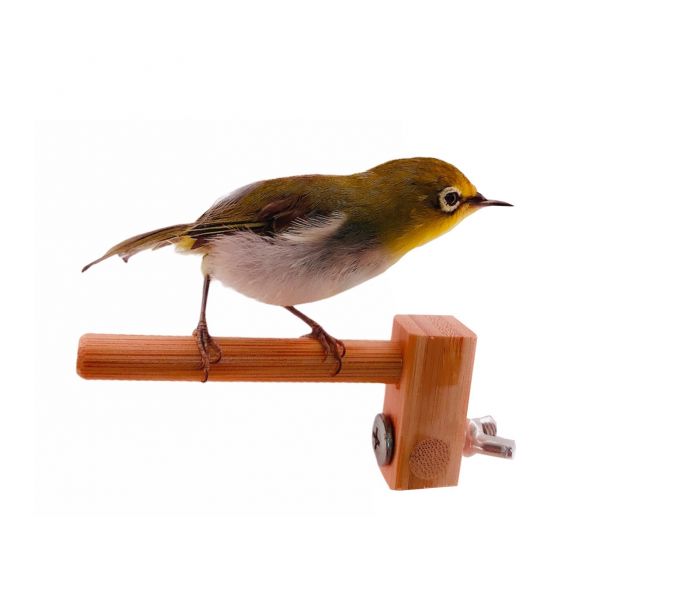 MY PET BIRD 迷你竹站棍 綠繡眼訓練工具
竹質站棍
小腳訓練器材
直徑10mm竹棍
平衡訓練工具
鳥兒站棍模擬
樹枝晃動感覺
綠繡眼運動訓練器具
綠繡眼腳部力量訓練
竹製訓練棍具