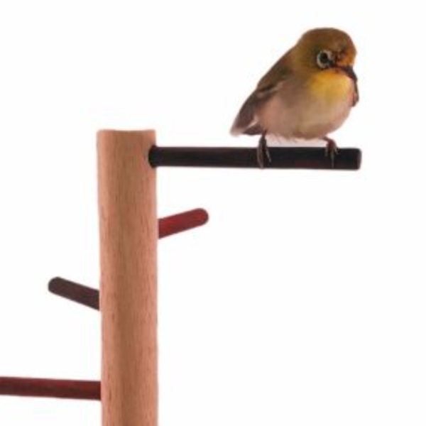 MY PET BIRD 小型鳥站架 綠繡眼站台 bird perch stand
綠繡眼站架 Bird stand
綠繡眼站棍　Bird Perch
綠繡眼遊樂場 Bird Playground
綠繡眼鳥玩具 Parrot toys
綠繡眼鳥用品 bird products
綠繡眼攀爬繩 Climbing rope
綠繡眼梯子 ladder