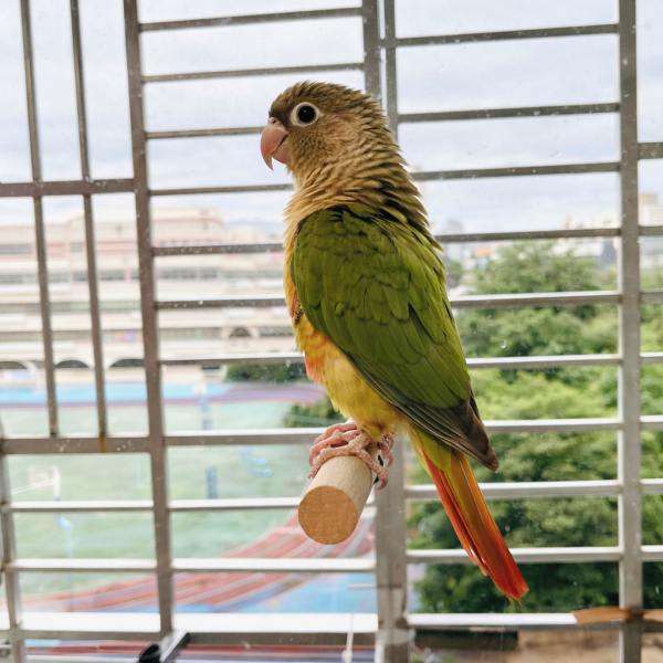 寵物鳥吸盤站架 吸盤式鳥站棍
鳥類活動站棍
吸盤式鳥類觀察器材
室內鳥類站棍
室外鳥類站棍
適用於鳥類的吸盤站棍