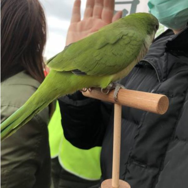 MY PET BIRD 手持鳥架/外出必備工具/與鳥寶近距離互動 手持鳥架手架
鳥類訓練工具
防咬手架
鳥寶互動工具
外出必備鳥類用品
輕巧手架
鳥類近距離互動工具
防止手部酸痛工具
便攜式手持鳥架
鳥寶羊耳圈附件