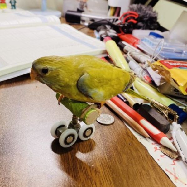MY PET BIRD 鸚鵡溜冰鞋 / 平衡訓練玩具 鸚鵡滑輪訓練玩具
鸚鵡滑輪溜冰鞋
鸚鵡滑輪遊戲訓練器具
寵物鸚鵡滑輪玩具
鸚鵡滑輪訓練器
鸚鵡滑輪運動玩具
鸚鵡滑輪訓練樂趣
鸚鵡滑輪運動訓練器
室內鸚鵡滑輪玩具
鸚鵡滑輪遊戲訓練設備