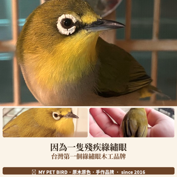 199免運 鸚鵡站台
鸚鵡活動台
鳥類休息台
寵物休息訓練架
可調節高度鳥類休息台
天然木鳥類站立架
無毒寵物訓練玩具
多功能鸚鵡訓練用品
適合鸚鵡休息和站立練習的玩具