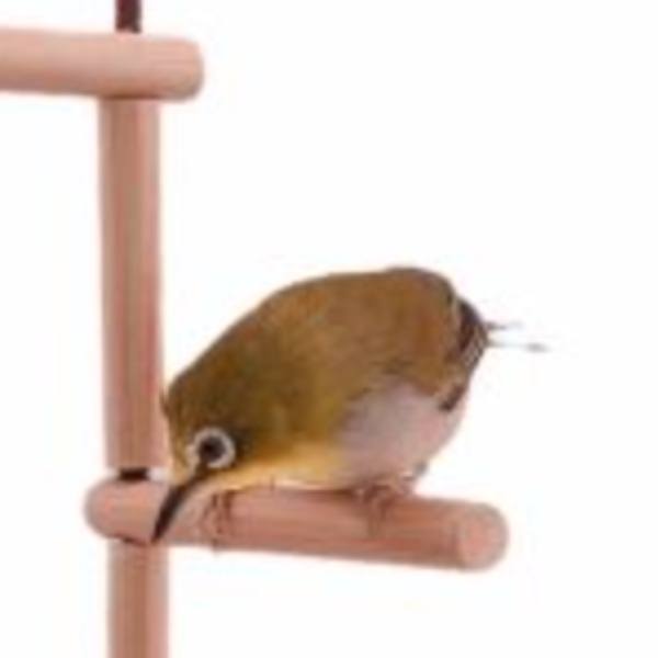 MY PET BIRD  綠繡眼果叉紅木站架 綠繡眼站台 bird perch stand
綠繡眼站架 Bird stand
綠繡眼站棍　Bird Perch
綠繡眼遊樂場 Bird Playground
綠繡眼鳥玩具 Parrot toys
綠繡眼鳥用品 bird products
綠繡眼攀爬繩 Climbing rope
綠繡眼梯子 ladder